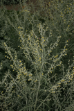 Artemisia absinthium 'Lambrook Silver' RCP06-07 0622.jpg